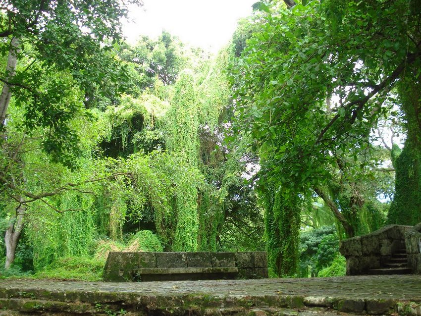 Bosque de La Habana
