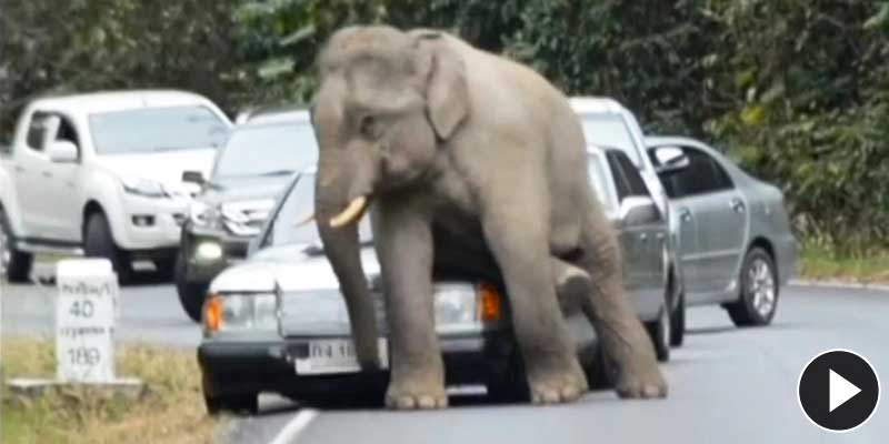 Un elefante fuera de control destroza varios coches en Tailandia