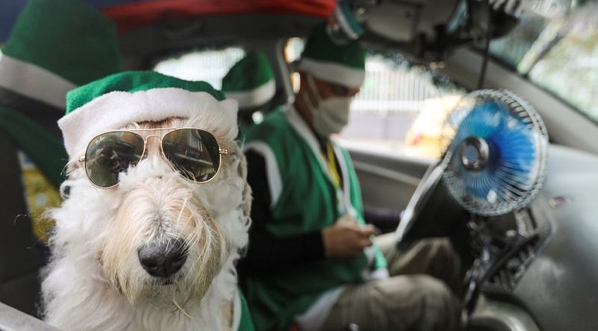 El taxista Nicolás y su perro Coronel