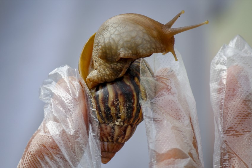 Caracol gigante africano