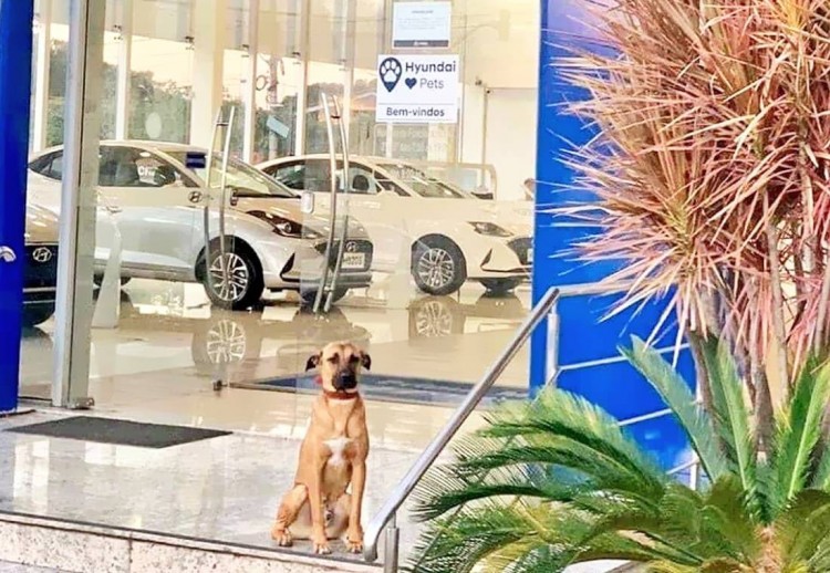 Perros Empleados: A la espera de clientes, Tucson en la puerta de la agencia Hyundai.