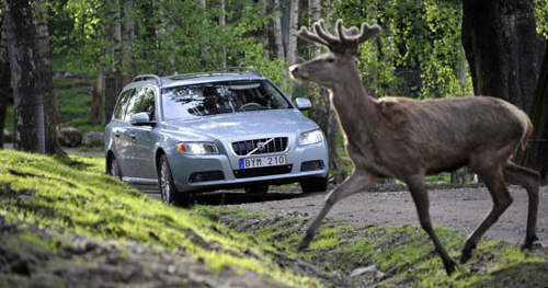 Volvo previene el atropello de la fauna