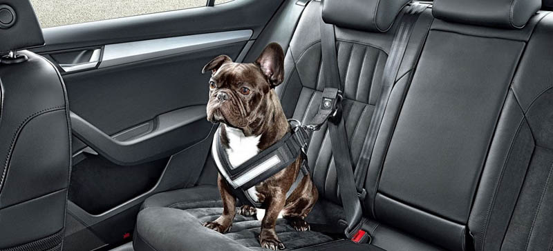 Cinturón de Seguridad para perros