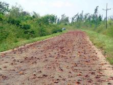 Carreteras rojas o la trágica crónica de los cangrejos