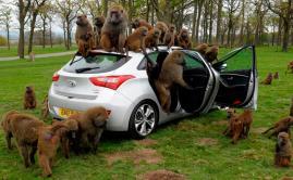 Hyundai I30 vs 40 monos