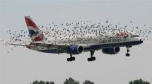 Peligro…¡aves!