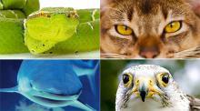 Autos inspirados en la naturaleza, natura a todo motor